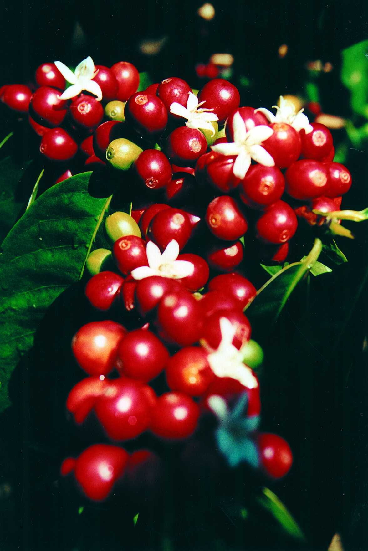 Gourmet Kona Coffee Roots Reach Deep Into Japan — therebychance